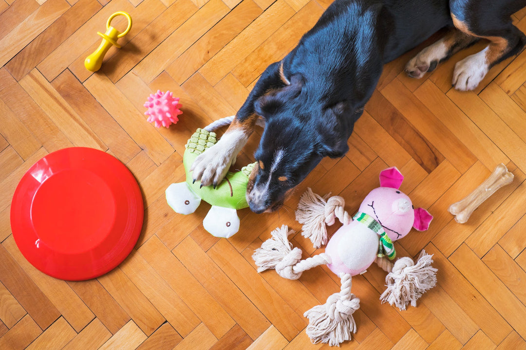 Videnskaben bag interaktiv legetid for katte og hunde